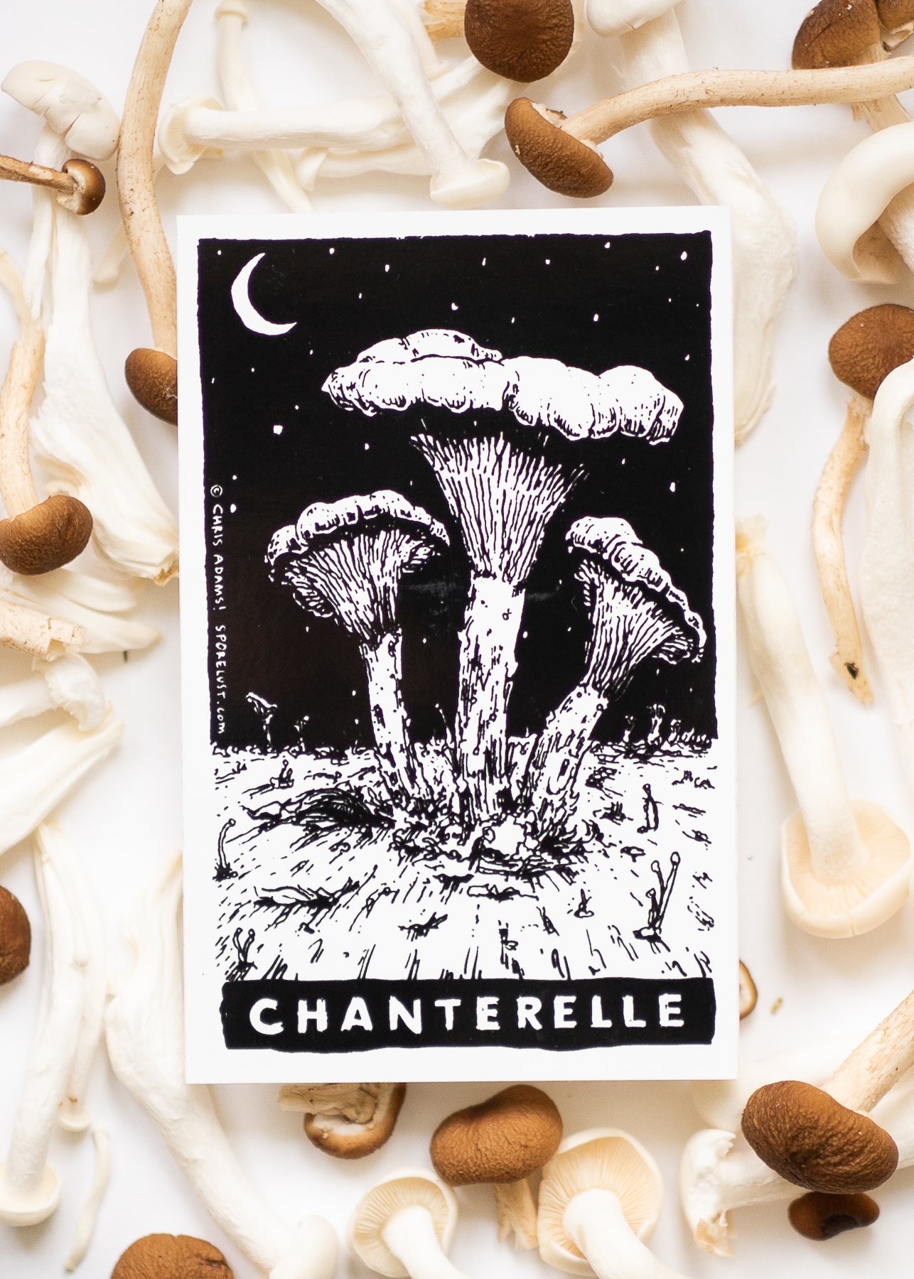Classic Chanterelle Tarot Sticker