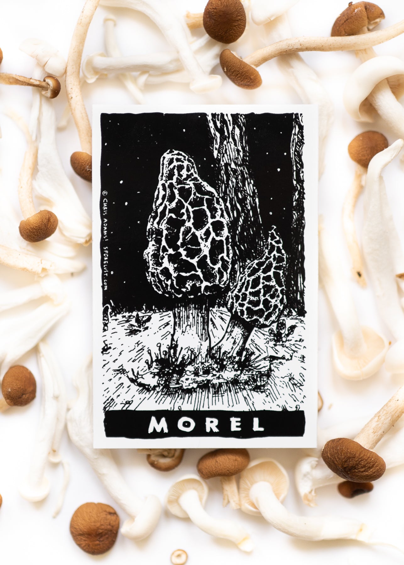 Classic Morel Tarot Sticker