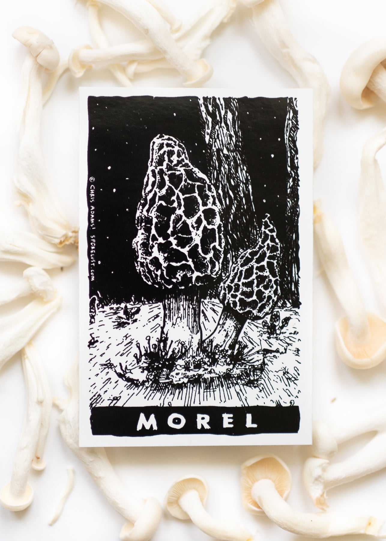 Classic Morel Tarot Sticker